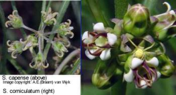 S. capense (left) image copyright A.E.(Braam) van Wyk and S. corniculatum (right).