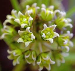 Flowerhead