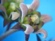 Cup-shaped flowers