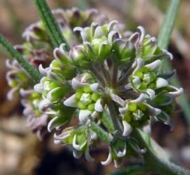 Flowerhead