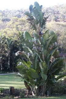 Strelitzia nicolai | PlantZAfrica