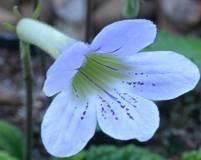 Streptocarpus gardenii flower