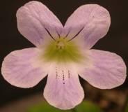 Streptocarpus gardenii flower