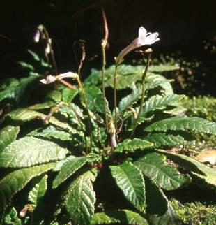 Flowering in habitat