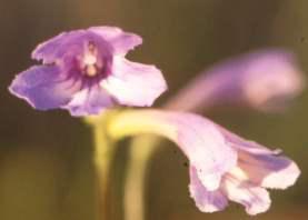 Flowers of S. liliputana