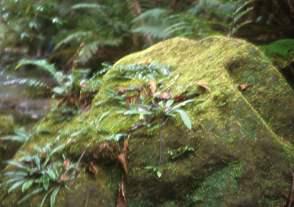 Growing on damp rocks in habitat