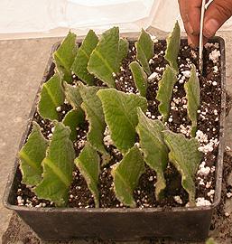 Streptocarpus leaf cuttings