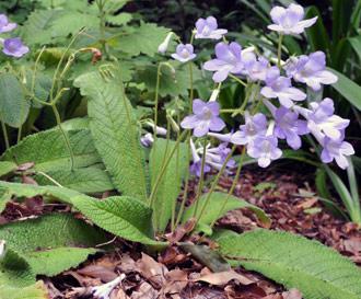 Streptocarpus cyaneus