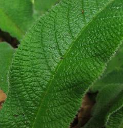 Streptocarpus cyaneus leaf