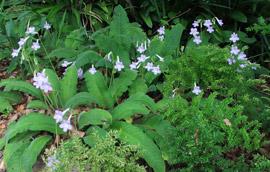 Streptocarpus cyaneus growing at Kirstenbosch