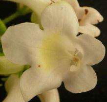 Streptocarpus vandeleurii flower