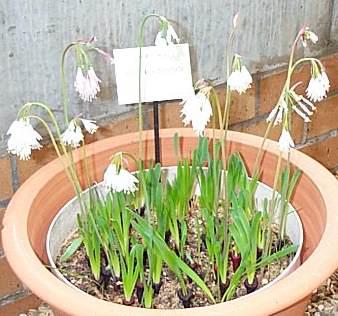 Pot of Strumaria truncata