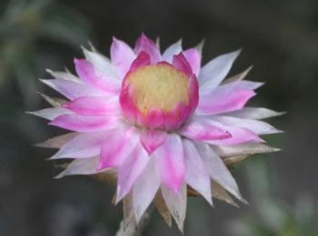 Fresh everlasting flowerhead.  Image G.A. Verboom