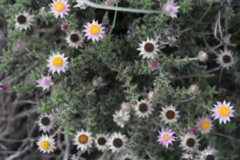 Plant in flower.  Image G.A. Verboom