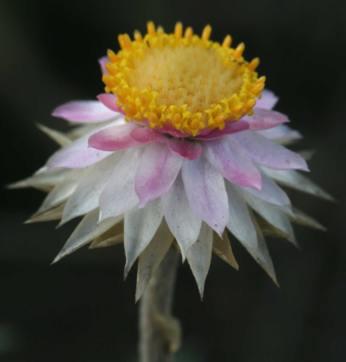 Mature head.  Image G.A. Verboom