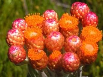 Orange florets inside red papery bracts in late summer