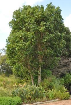 Syzygium guineense habit