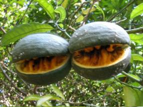 Fruits of T.ventricosa