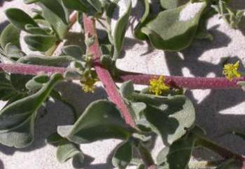 Tetragonia decumbens