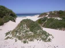 Stabilising the sand dunes