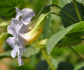 Thunbergia natalensis flowers are tubular and are attached to the stem by a long pedicel.