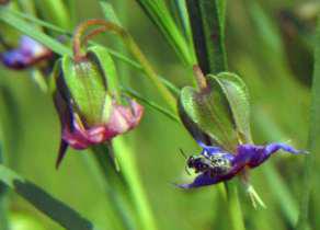 Trichodesma angustifolium flowers