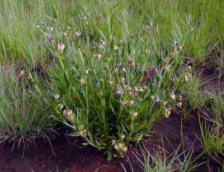 Trichodesma angustifolium plant