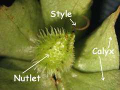 Trichodesma angustifolium fruit