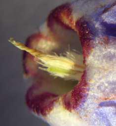 Trichodesma angustifolium flower detail