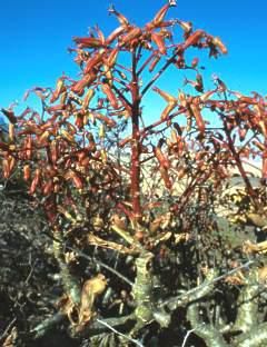 Flower heads