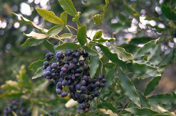 Vepris lanceolata fruits. Image Geoff Nichols