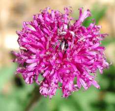 Bright flowers