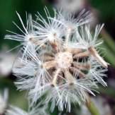 Seedheads