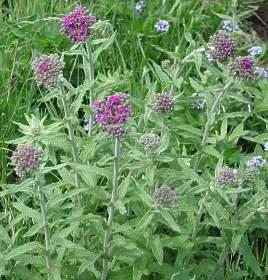 In the grassland garden