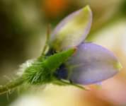 Wahlenbergia capensis