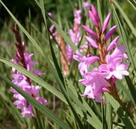 Watsonia canaliculata growing in KZN Botanical Garden