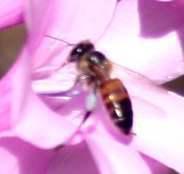 Bee visiting W. canaliculata