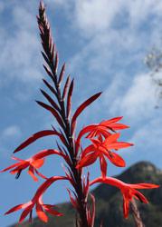 Flower spike