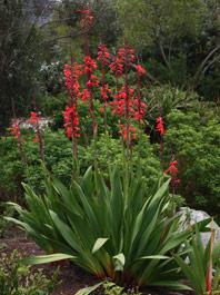 Growing in the garden