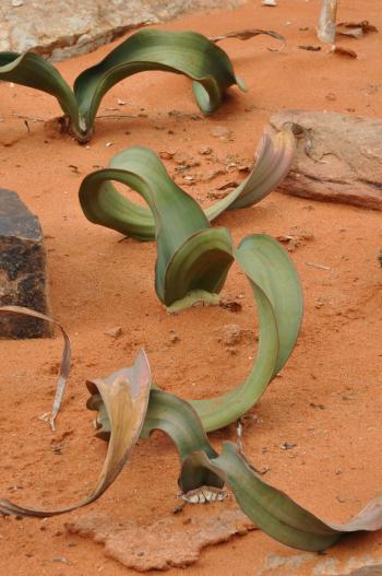 Welwitschia mirabilis | PlantZAfrica