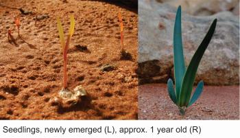 Welwitschia seedlings