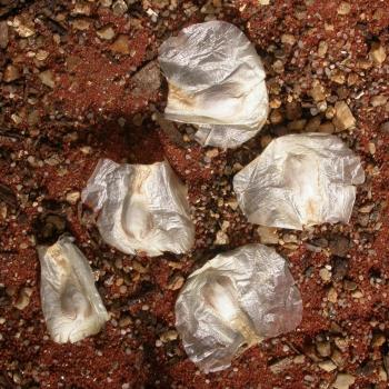 Welwitschia seeds