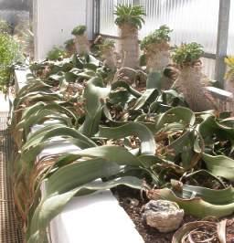 The Welwitschia bed in the Collections Nursery, built in 1985.