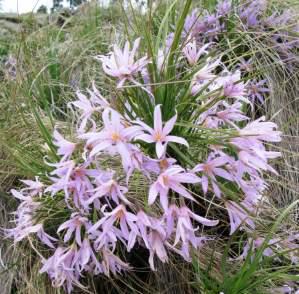 Xerophyta retinervis in flower