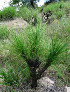Xerophyta retinervis | PlantZAfrica