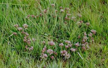 Growing in habitat