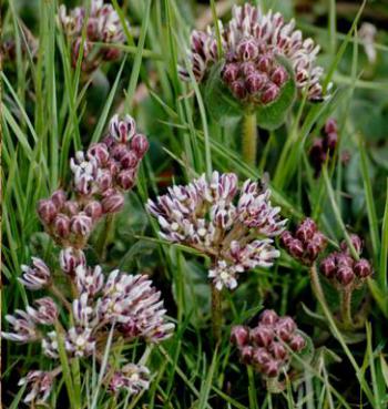 Growing in habitat