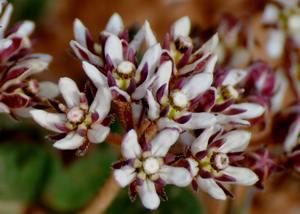 Flower head