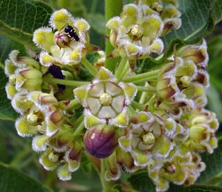 Xysmalobium undulatum flowers