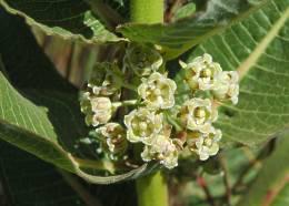 Xysmalobium undulatum flowers